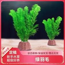 「綠羽毛」的圖片搜尋結果