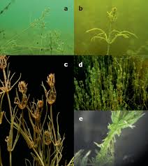 Attēlu rezultāti vaicājumam “Chara contraria”