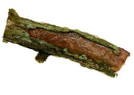 Attēlu rezultāti vaicājumam “Vuilleminia comedens”