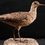 Image result for Numenius borealis