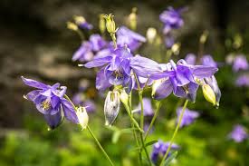 Image result for Aquilegia