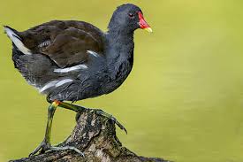 Attēlu rezultāti vaicājumam “Gallinula chloropus adult”