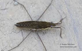 Attēlu rezultāti vaicājumam “Aquarius najas”