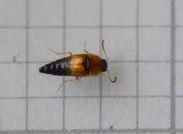 Attēlu rezultāti vaicājumam “Tachyporus sp.”