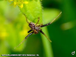 Attēlu rezultāti vaicājumam “Xysticus ulmi”