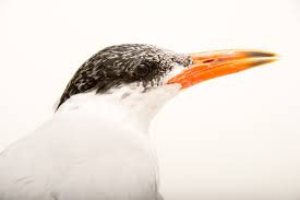 Attēlu rezultāti vaicājumam “Hydroprogne caspia”