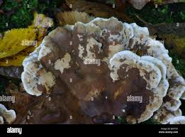 Attēlu rezultāti vaicājumam “Bjerkandera fumosa”