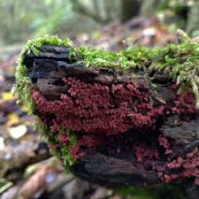 Attēlu rezultāti vaicājumam “Arcyria minuta stalked”