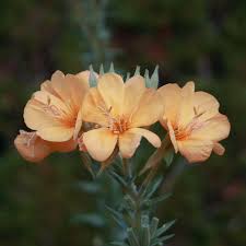 Image result for Oenothera odorata