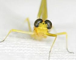 Attēlu rezultāti vaicājumam “Heptagenia sulphurea female”