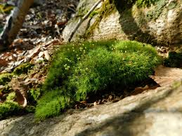 Attēlu rezultāti vaicājumam “Bartramia pomiformis sporophyte”