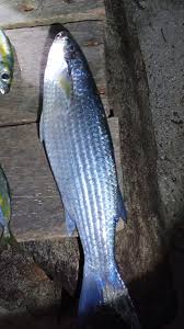 Image result for Chelon tricuspidens