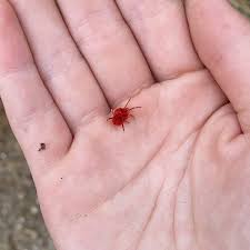 Attēlu rezultāti vaicājumam “Trombidiidae”