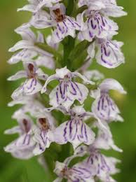 Attēlu rezultāti vaicājumam “Dactylorhiza fuchsii flower”