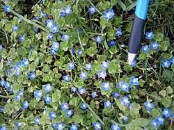 Attēlu rezultāti vaicājumam “Veronica persica flower”