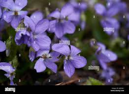 Attēlu rezultāti vaicājumam “Viola reichenbachiana leaf”