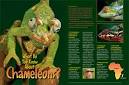 Chameleons - National Wildlife Federation