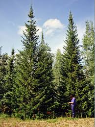 Attēlu rezultāti vaicājumam “Abies sibirica”