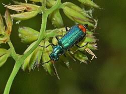 Attēlu rezultāti vaicājumam “Malachidae”