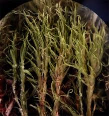 Attēlu rezultāti vaicājumam “Dicranum bonjeanii”