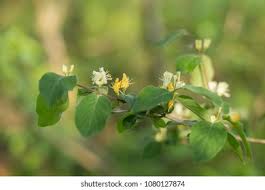 Attēlu rezultāti vaicājumam “Lonicera xylosteum flower”
