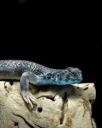 Attēlu rezultāti vaicājumam “Rabdophaga degeeri”