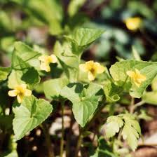 Attēlu rezultāti vaicājumam “Viola uliginosa bud”