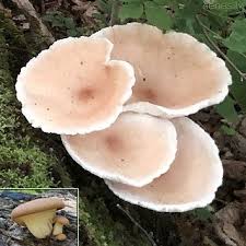 Attēlu rezultāti vaicājumam “Lentinus suavissimus”