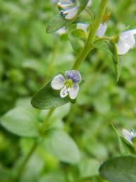 Attēlu rezultāti vaicājumam “Veronica serpyllifolia bud”