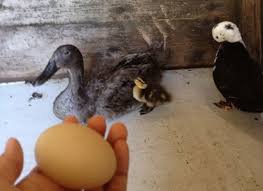 Attēlu rezultāti vaicājumam “Anas platyrhynchos eggs”