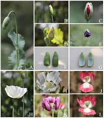 Image result for Papaver somniferum