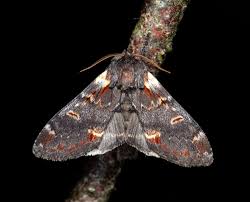 Attēlu rezultāti vaicājumam “Notodontidae”