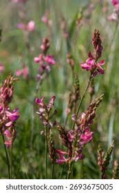 Attēlu rezultāti vaicājumam “Onobrychis arenaria flower”