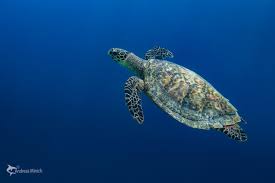 Image result for Eretmochelys imbricata
