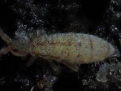 Attēlu rezultāti vaicājumam “Orchesella sp.”