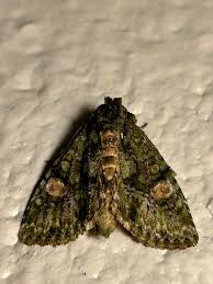 Attēlu rezultāti vaicājumam “Anaplectoides prasina”