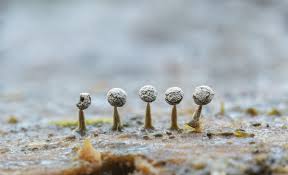 Attēlu rezultāti vaicājumam “Physarum leucophaeum stalked”