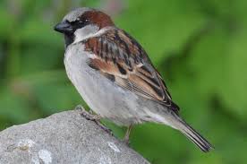 Image result for Passer domesticus