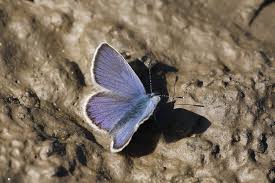 Attēlu rezultāti vaicājumam “Plebejus idas underside”