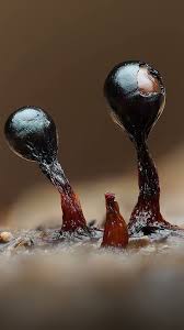 Attēlu rezultāti vaicājumam “Metatrichia floriformis macro”