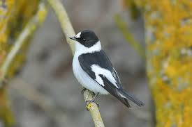 Image result for Ficedula albicollis