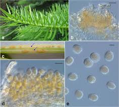 Attēlu rezultāti vaicājumam “Melampsora magnusiana”