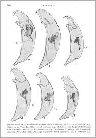 Attēlu rezultāti vaicājumam “Bembidion sp.”