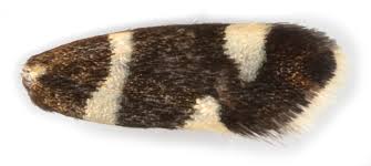 Attēlu rezultāti vaicājumam “Incurvaria praelatella”