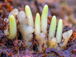 Attēlu rezultāti vaicājumam “Drepanocladus lycopodioides”