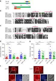 Attēlu rezultāti vaicājumam “Didymium crustaceum plasmodium”