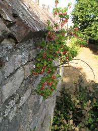 Attēlu rezultāti vaicājumam “Ribes uva-crispa”