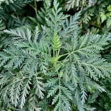 Image result for Artemisia gmelinii