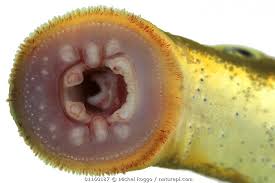 Attēlu rezultāti vaicājumam “Lampetra fluviatilis”