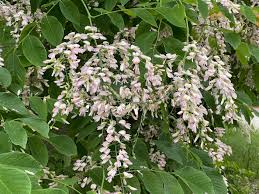 Attēlu rezultāti vaicājumam “Cladrastis kentukea”